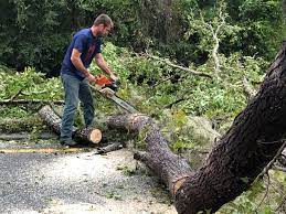 How Our Tree Care Process Works  in  Peosta, IA